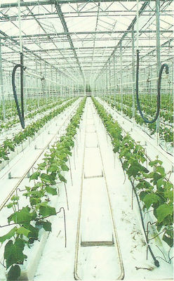 Planting Hydroponic stonewool Grow Cubes 60kg /m3 50mm - 100mm Thickness